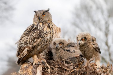 Mother and two beautiful, juvenile European Eagle Owl (Bubo bubo) in the nest in the Netherlands. Wild bird of prey with brown feathers and large orange eyes.