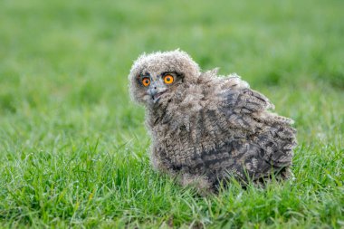 A beautiful, juvenile European Eagle Owl (Bubo bubo). Wild bird of prey with brown feathers and large orange eyes.