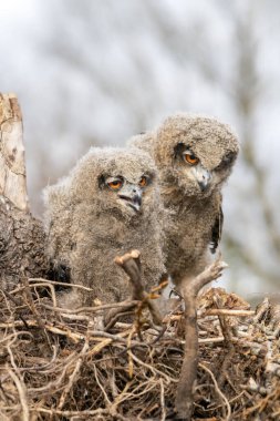 Two beautiful, juvenile European Eagle Owls (Bubo bubo) in the nest in the Netherlands. Wild bird of prey with brown feathers and large orange eyes.