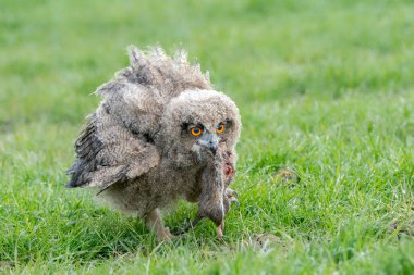Yuva kazan baykuş (Athene cunicularia) ve yerde yuvası için bir av (fare) bulunur. Noord Brabant Hollanda 'da.