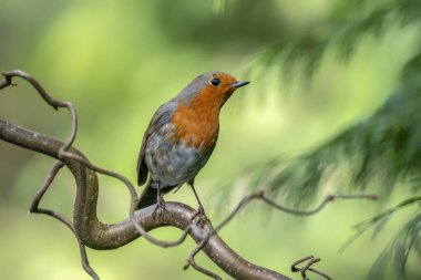 Hollanda 'daki Noord Brabant ormanında güzel Avrupalı Robin (Erithacus rubecula)