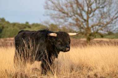 Güzel Highland İnekleri (Bos Taurus Taurus) tarlada otluyor. Hollanda 'da Deelerwoud. İskoç dağlılar doğal bir manzarada. Uzun saçlı evcil bir sığır türü..