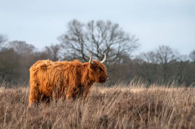 Ormandaki güzel dağ sığırları (Bos taurus taurus). Hollanda 'da Veluwe. İskoç dağlılar doğal bir manzarada.