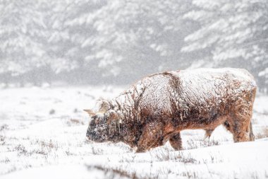 Kar ve buzla kaplı Highland sığırları (Bos taurus taurus). Hollanda 'da Deelerwoud. İskoç dağlılar doğal kış manzarasında.