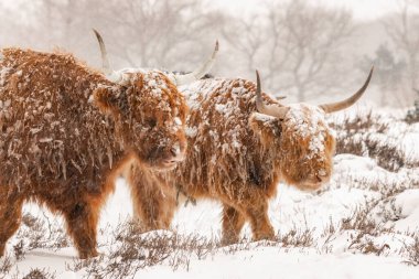 Güzel Highland İnekleri (Bos Taurus Taurus) tarlada otluyor. Hollanda 'da Deelerwoud. İskoç dağlılar doğal bir manzarada. Uzun saçlı evcil bir sığır türü..