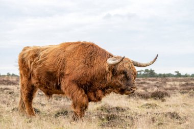 Ormandaki güzel dağ sığırları (Bos taurus taurus). Hollanda 'da Veluwe. İskoç dağlılar doğal bir manzarada.