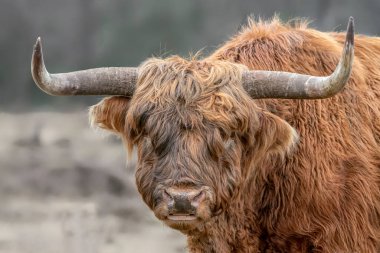 Tarlada otlayan bir ineğin portresi (Bos taurus taurus). Hollanda 'da Deelerwoud. İskoç dağlılar doğal bir manzarada. Uzun saçlı evcil bir sığır türü..