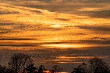 Güzel sığırcık sürüsü (Sturnus vulgaris), Hollanda 'da Geldermalsen. Ocak ve Şubat aylarında, yüz binlerce sığırcık dev bulutlarda toplandı. Sığırcık hırıltıları.