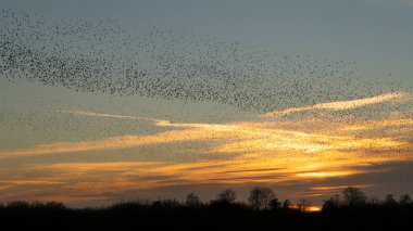 Güzel sığırcık sürüsü (Sturnus vulgaris), Hollanda 'da Geldermalsen. Ocak ve Şubat aylarında, yüz binlerce sığırcık dev bulutlarda toplandı. Sığırcık hırıltıları.