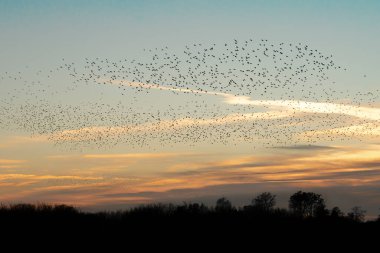 Güzel sığırcık sürüsü (Sturnus vulgaris), Hollanda 'da Geldermalsen. Ocak ve Şubat aylarında, yüz binlerce sığırcık dev bulutlarda toplandı. Sığırcık hırıltıları.