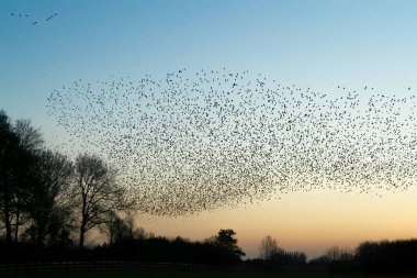 Güzel sığırcık sürüsü (Sturnus vulgaris), Hollanda 'da Geldermalsen. Ocak ve Şubat aylarında, yüz binlerce sığırcık dev bulutlarda toplandı. Sığırcık hırıltıları.