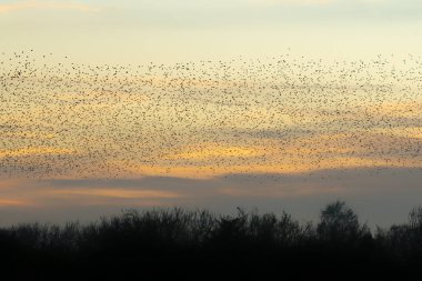 Güzel sığırcık sürüsü (Sturnus vulgaris), Hollanda 'da Geldermalsen. Ocak ve Şubat aylarında, yüz binlerce sığırcık dev bulutlarda toplandı. Sığırcık hırıltıları.