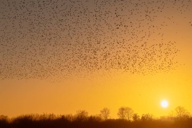 Güzel sığırcık sürüsü (Sturnus vulgaris), Hollanda 'da Geldermalsen. Ocak ve Şubat aylarında, yüz binlerce sığırcık dev bulutlarda toplandı. Sığırcık hırıltıları.