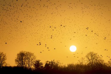 Güzel sığırcık sürüsü. Hollanda 'da sığırcık sürüsü uçuyor. Ocak ve Şubat aylarında, yüz binlerce sığırcık dev bulutlarda toplandı. Sığırcık hırıltıları.