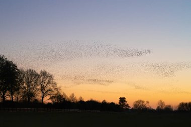 Güzel sığırcık sürüsü (Sturnus vulgaris), Hollanda 'da Geldermalsen. Ocak ve Şubat aylarında, yüz binlerce sığırcık dev bulutlarda toplandı. Sığırcık hırıltıları.