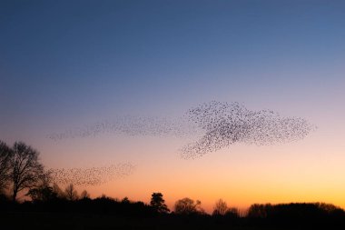 Güzel sığırcık sürüsü (Sturnus vulgaris), Hollanda 'da Geldermalsen. Ocak ve Şubat aylarında, yüz binlerce sığırcık dev bulutlarda toplandı. Sığırcık hırıltıları.
