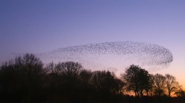 Güzel sığırcık sürüsü (Sturnus vulgaris), Hollanda 'da Geldermalsen. Ocak ve Şubat aylarında, yüz binlerce sığırcık dev bulutlarda toplandı. Sığırcık hırıltıları.