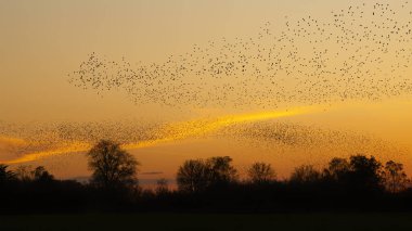 Güzel sığırcık sürüsü (Sturnus vulgaris), Hollanda 'da Geldermalsen. Ocak ve Şubat aylarında, yüz binlerce sığırcık dev bulutlarda toplandı. Sığırcık hırıltıları.