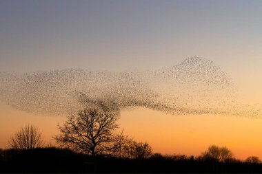 Güzel sığırcık sürüsü (Sturnus vulgaris), Hollanda 'da Geldermalsen. Ocak ve Şubat aylarında, yüz binlerce sığırcık dev bulutlarda toplandı. Sığırcık hırıltıları.
