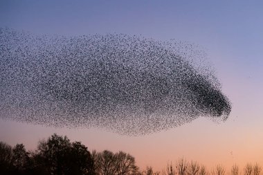 Güzel sığırcık sürüsü (Sturnus vulgaris), Hollanda 'da Geldermalsen. Ocak ve Şubat aylarında, yüz binlerce sığırcık dev bulutlarda toplandı. Sığırcık hırıltıları.