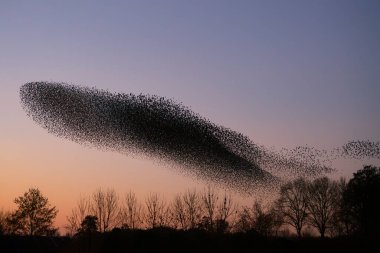 Güzel sığırcık sürüsü (Sturnus vulgaris), Hollanda 'da Geldermalsen. Ocak ve Şubat aylarında, yüz binlerce sığırcık dev bulutlarda toplandı. Sığırcık hırıltıları.
