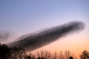Güzel sığırcık sürüsü (Sturnus vulgaris), Hollanda 'da Geldermalsen. Ocak ve Şubat aylarında, yüz binlerce sığırcık dev bulutlarda toplandı. Sığırcık hırıltıları.