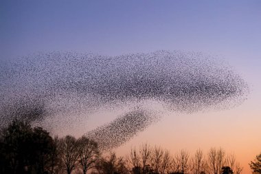 Güzel sığırcık sürüsü (Sturnus vulgaris), Hollanda 'da Geldermalsen. Ocak ve Şubat aylarında, yüz binlerce sığırcık dev bulutlarda toplandı. Sığırcık hırıltıları.