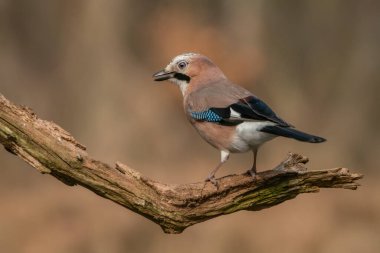 Avrasyalı Jay (Garrulus glandarius) Hollanda 'nın Overijssel ormanında bir dal üzerinde. Boşluğu kopyala.