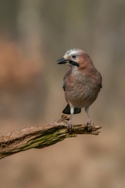 Avrasyalı Jay (Garrulus glandarius) Hollanda 'nın Overijssel ormanında bir dal üzerinde. Boşluğu kopyala.