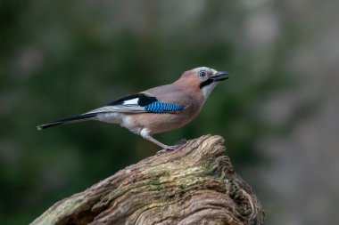 Avrasyalı Jay (Garrulus glandarius) Hollanda 'nın Overijssel ormanında bir dal üzerinde. Boşluğu kopyala.