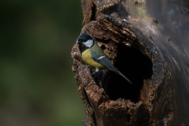Great Tit (Parus major)  in the forest of the Netherlands.                                
