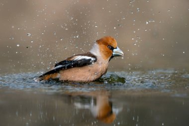 Hollanda 'nın Noord Brabant ormanında Güzel Hawfinch (Coccothraustes coccothraustes).                   