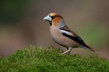 Hollanda 'nın Noord Brabant ormanında Güzel Hawfinch (Coccothraustes coccothraustes).                   