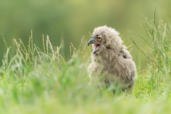 Krásná Mladá Evropská Orlí Sova Bubo Bubo Gelderland Nizozemsku — Stock fotografie