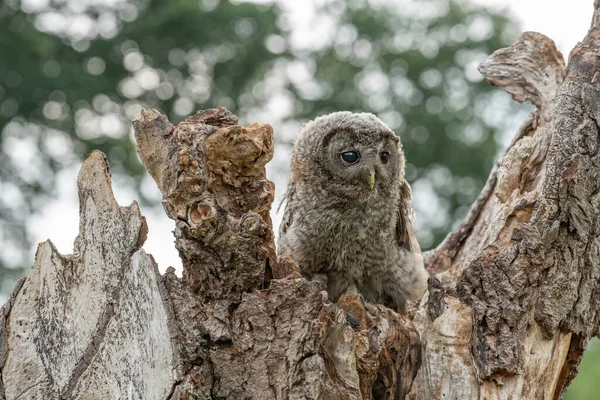 Juvenile Young Tawny Owl Brown Owl Strix Aluco Tree Forest — Fotografia de Stock