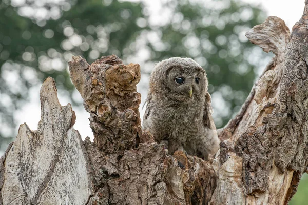 Juvenile Young Tawny Owl Brown Owl Strix Aluco Tree Forest — Foto de Stock