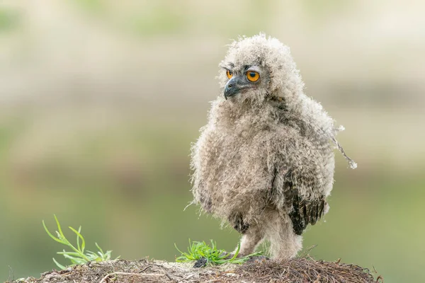 一只年轻貌美的欧洲鹰猫头鹰 Bubo Bubo 荷兰的Gelderland — 图库照片