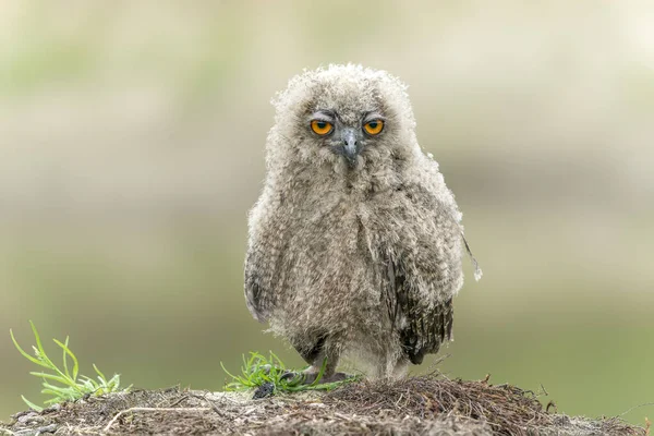 一只年轻貌美的欧洲鹰猫头鹰 Bubo Bubo 荷兰的Gelderland — 图库照片