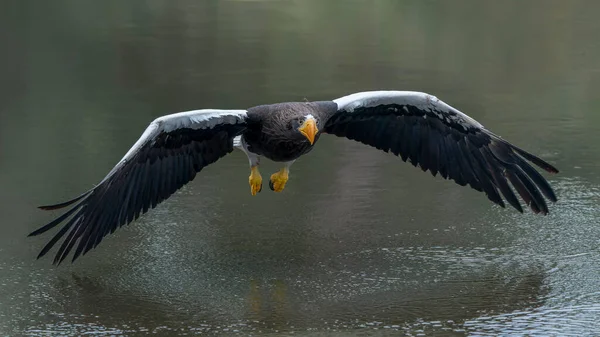 Águila Marina Steller Haliaeetus Pelagicus Sacando Una Presa Del Agua —  Fotos de Stock