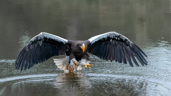 Steller Sea Eagle Haliaeetus Pelagicus Taking Prey Out Water Stellers — Stock Photo, Image