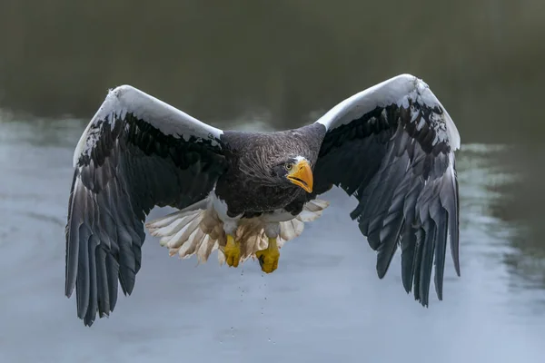 Stellers Havsörn Haliaeetus Pelagicus Tar Ett Byte Vattnet Stellers Sea — Stockfoto