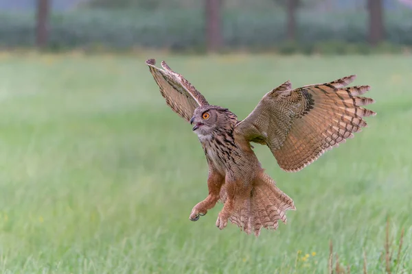 Beautiful Long Ear Owls Asio Otus Betula Pendula Forest Noord — стоковое фото