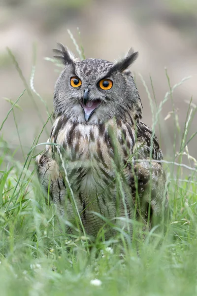 Beautiful Long Eared Owls Asio Otus Betula Pendula Forest Noord — Stock Photo, Image