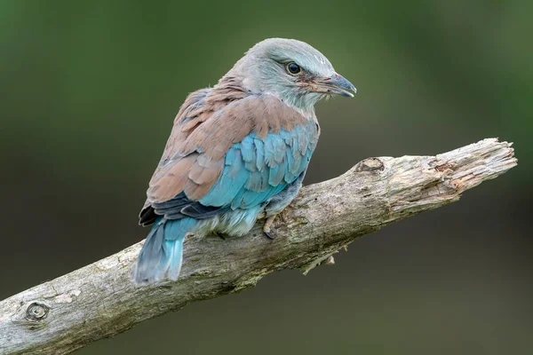 Juvenile Young European Roller Coracias Garrulus Branch Netherlands Green Background — 스톡 사진