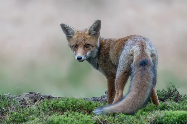 Όμορφη Κόκκινη Αλεπού Vulpes Vulpes Στο Φυσικό Περιβάλλον Στο Δάσος — Φωτογραφία Αρχείου