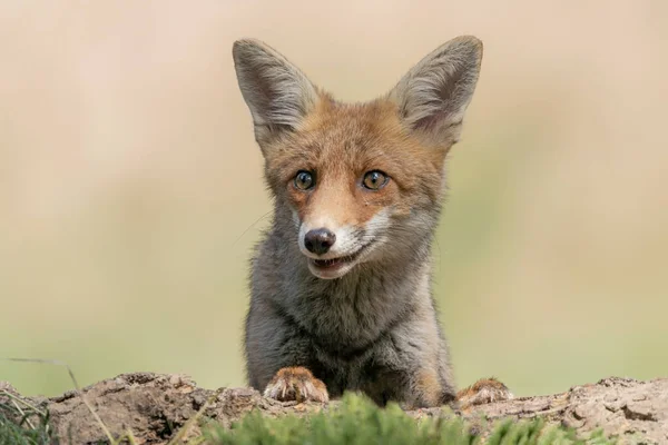 Όμορφη Κόκκινη Αλεπού Vulpes Vulpes Στο Φυσικό Περιβάλλον Στο Δάσος — Φωτογραφία Αρχείου