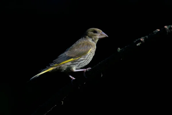 European Greenfinch Chloris Chloris Sitting Branch Forest Noord Brabant Netherlands — Foto de Stock