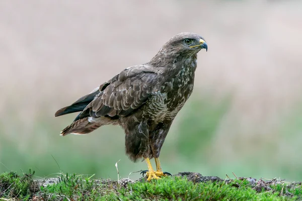 Common Buzzard Buteo Buteo Branch Forest Noord Brabant Netherlands Green — Stock Photo, Image