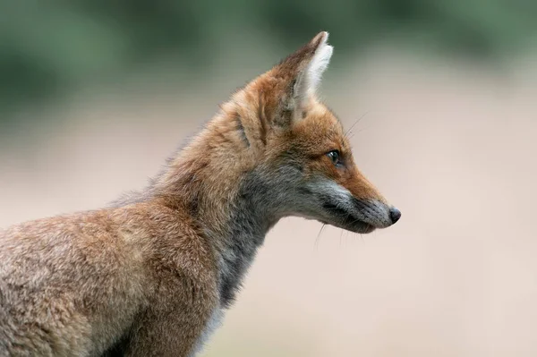 Portrait Red Fox Vulpes Vulpes Natural Environment Forest Noord Brabant — Stock Photo, Image