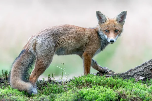 Gyönyörű Vörös Róka Vulpes Vulpes Természetes Környezetben Noord Brabant Erdejében — Stock Fotó